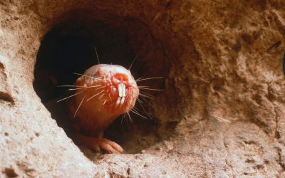 Care animal folosește dinții pentru a simți? Test de cultură generală