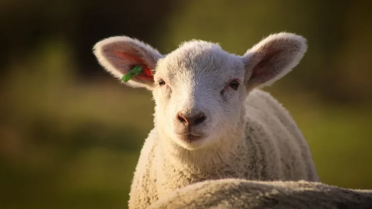 Mielul de Paște 2026: Prețuri în Lidl, Kaufland, Auchan, Selgros și La Cocoș