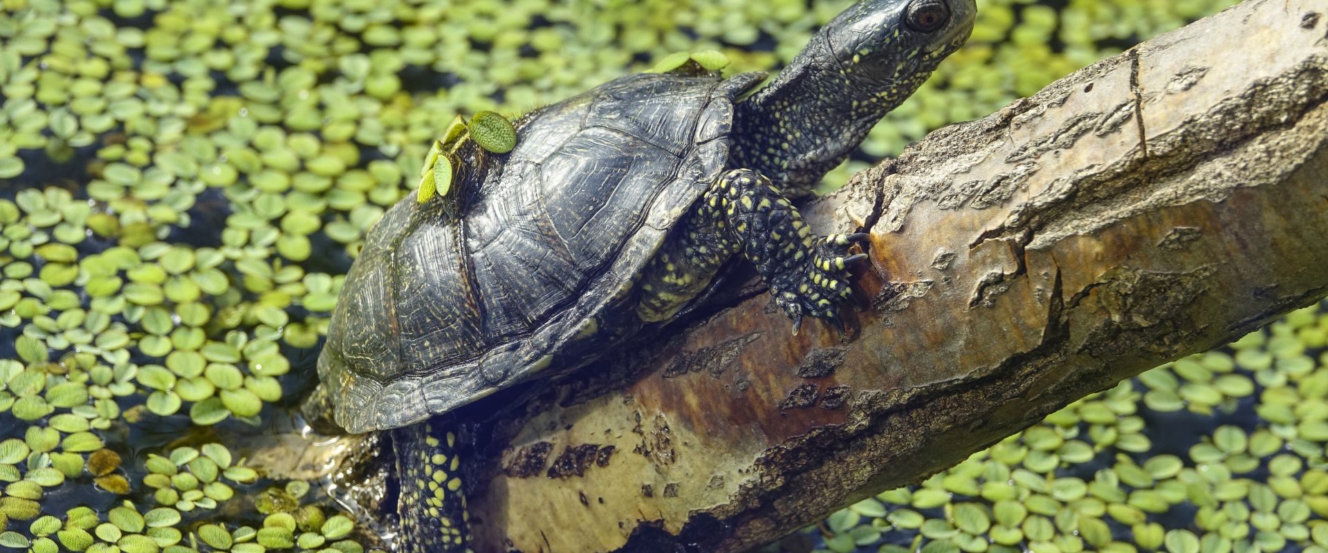 Neanderthalienii din Germania prindeau țestoase. Dar nu pentru mâncare