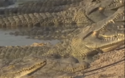 India: Șerpi și crocodili, arma secretă anti-imigrație din Bangladesh