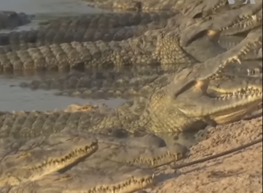 India: Șerpi și crocodili, arma secretă anti-imigrație din Bangladesh