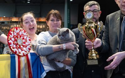 Cum arată „ursoaica de Bucovina”? O pisică din România, cea mai frumoasă din Europa