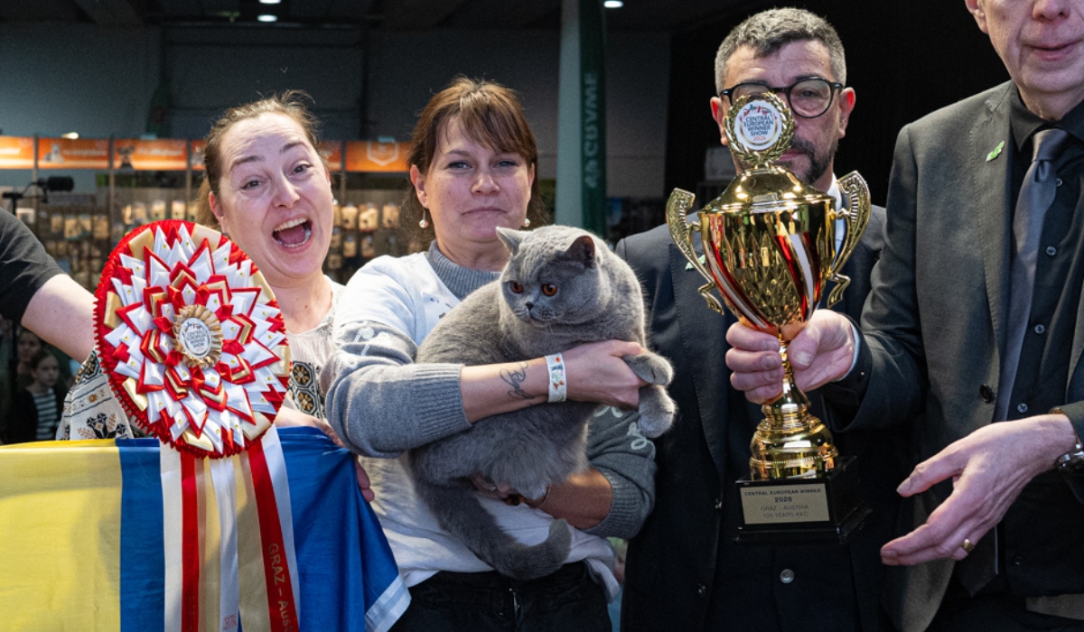 Cum arată „ursoaica de Bucovina”? O pisică din România, cea mai frumoasă din Europa