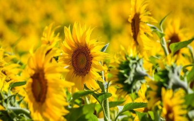 România, lider european la floarea-soarelui: Depășim Franța în 2026