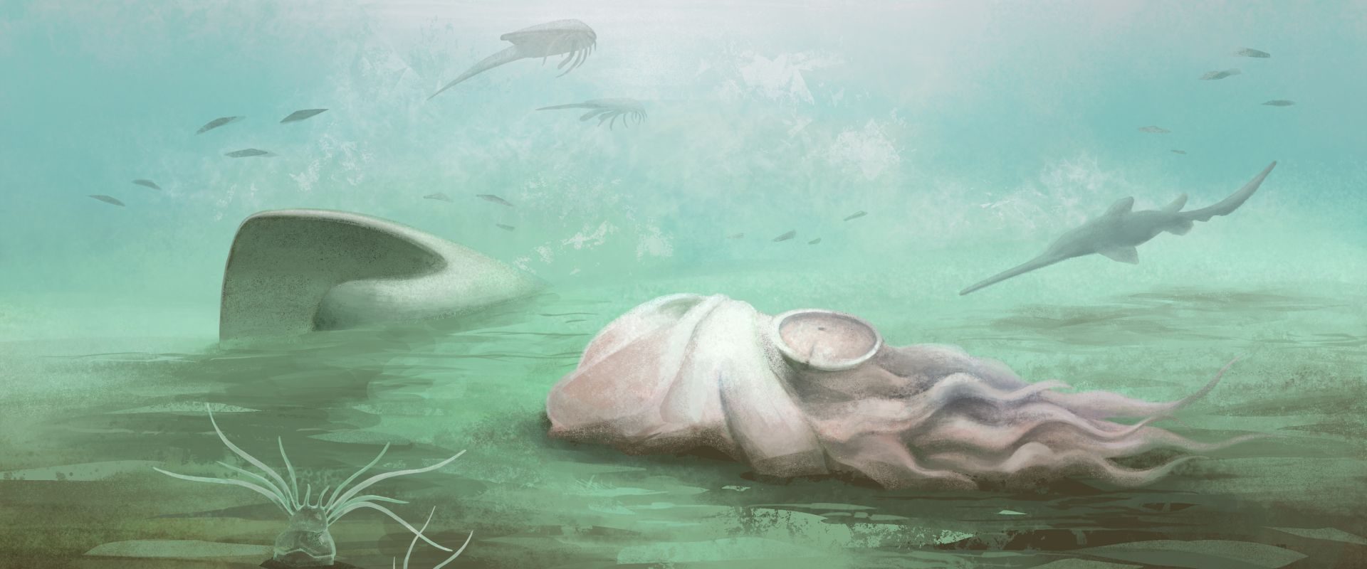 Fosila „celei mai bătrâne caracatițe” e o… Păcăleală, arată scanările