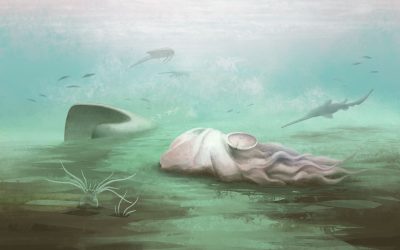 Fosila „celei mai bătrâne caracatițe” e o… Păcăleală, arată scanările