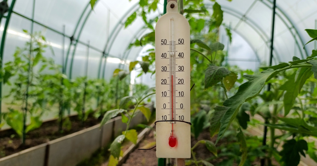 Răsadurile, în pericol: Legumicultorii se luptă cu temperaturile extreme
