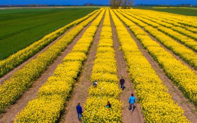 Tensiunile SUA-Iran: Piețe agricole sub presiune. Cezar Gheorghe: România, ferită de penurie