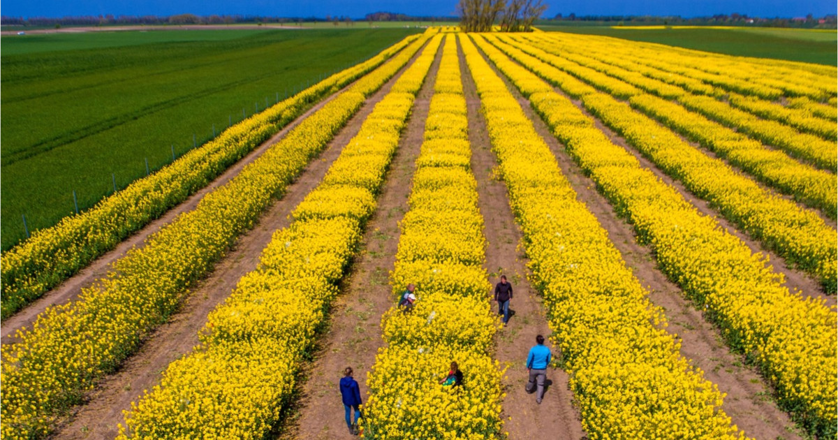 Tensiunile SUA-Iran: Piețe agricole sub presiune. Cezar Gheorghe: România, ferită de penurie