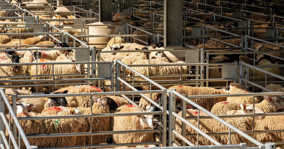Algeria, foame de oaie românească: Import masiv în 2027, cu carne inclusă