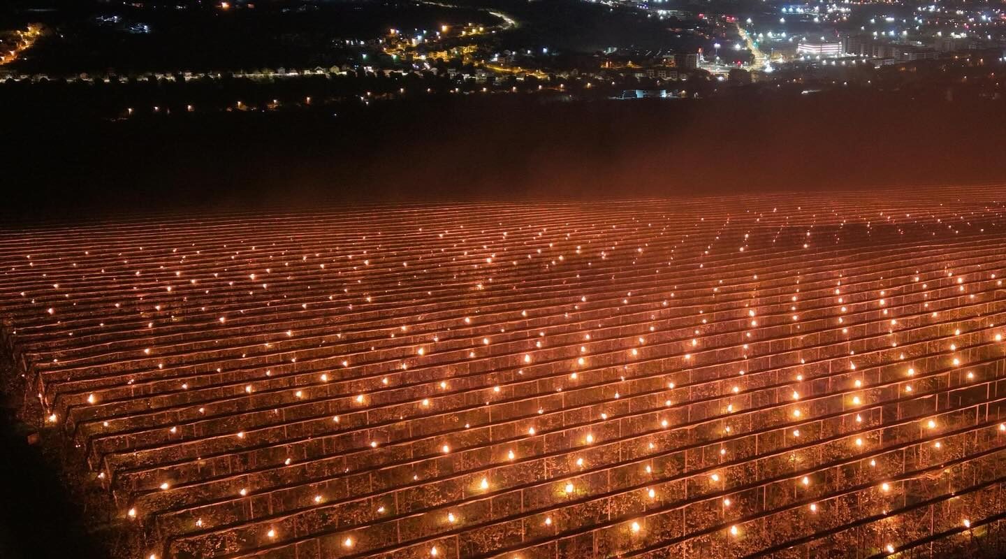 Lumânări anti-îngheț salvatoare în Cluj: Fermierul a ars 40.000 de euro peste noapte