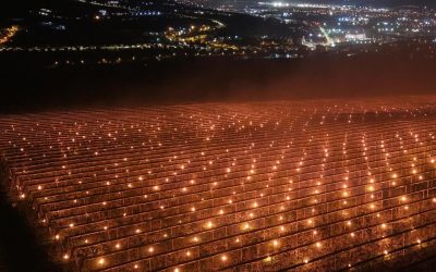 Lumânări anti-îngheț salvatoare în Cluj: Fermierul a ars 40.000 de euro peste noapte