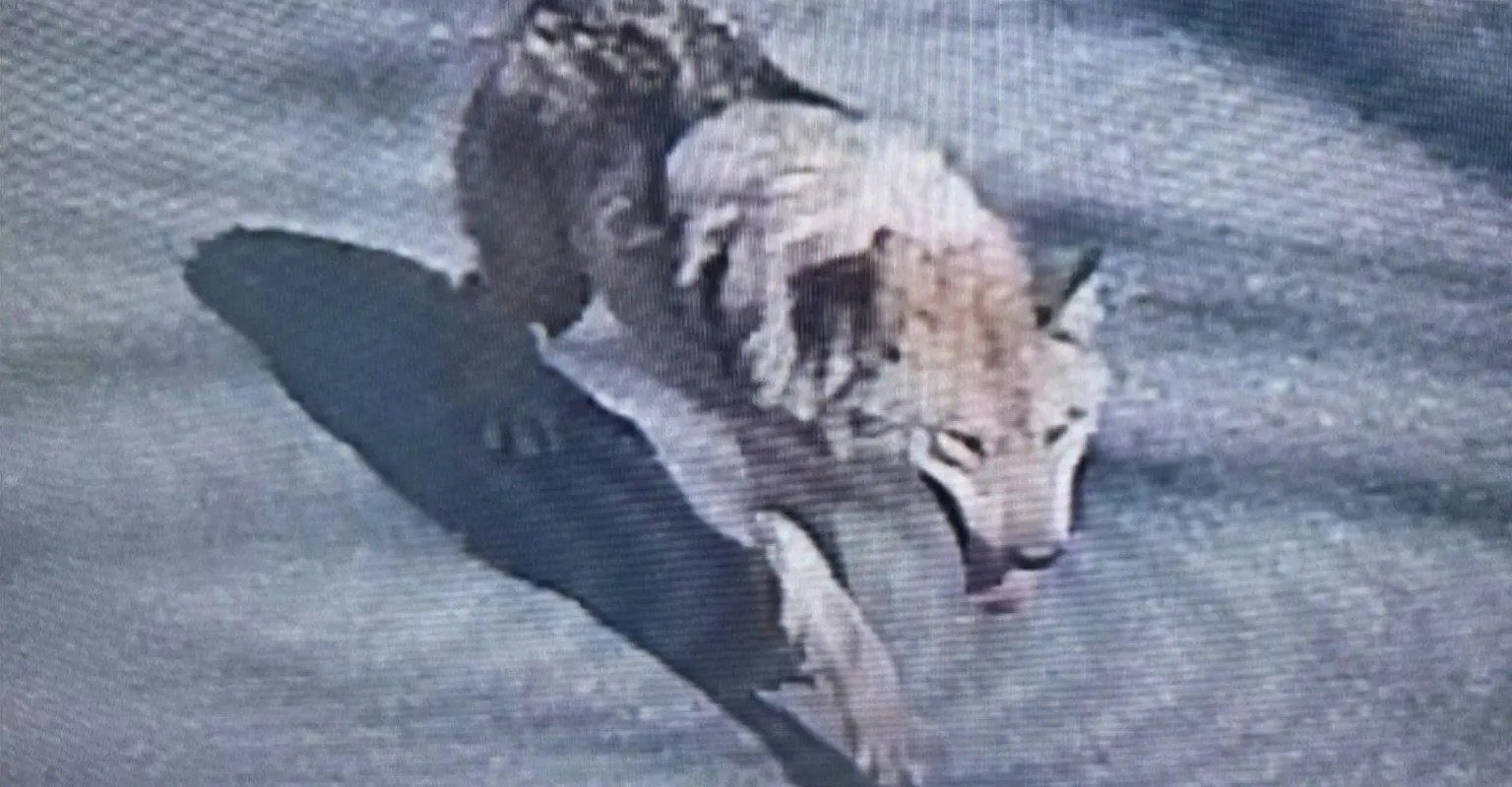 Mobilizare de amploare din cauza unui lup fugar, în Coreea de Sud. E căutat cu drone și trupe militare, iar președintele a emis un mesaj