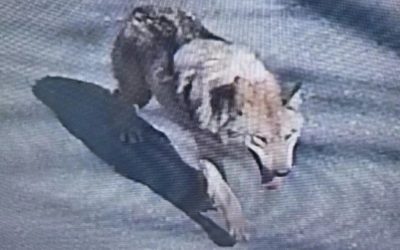 Mobilizare de amploare din cauza unui lup fugar, în Coreea de Sud. E căutat cu drone și trupe militare, iar președintele a emis un mesaj