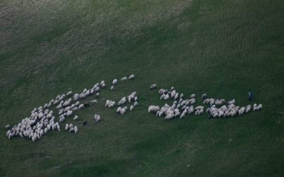 Ministrul Mediului, REACȚIE DURĂ: Fake news despre pășunat și cosit