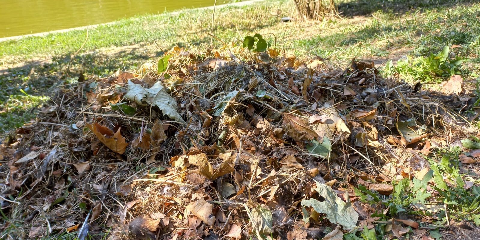 Clinicǎ stomatologică amendată drastic după ce a poluat parcul Cișmigiu