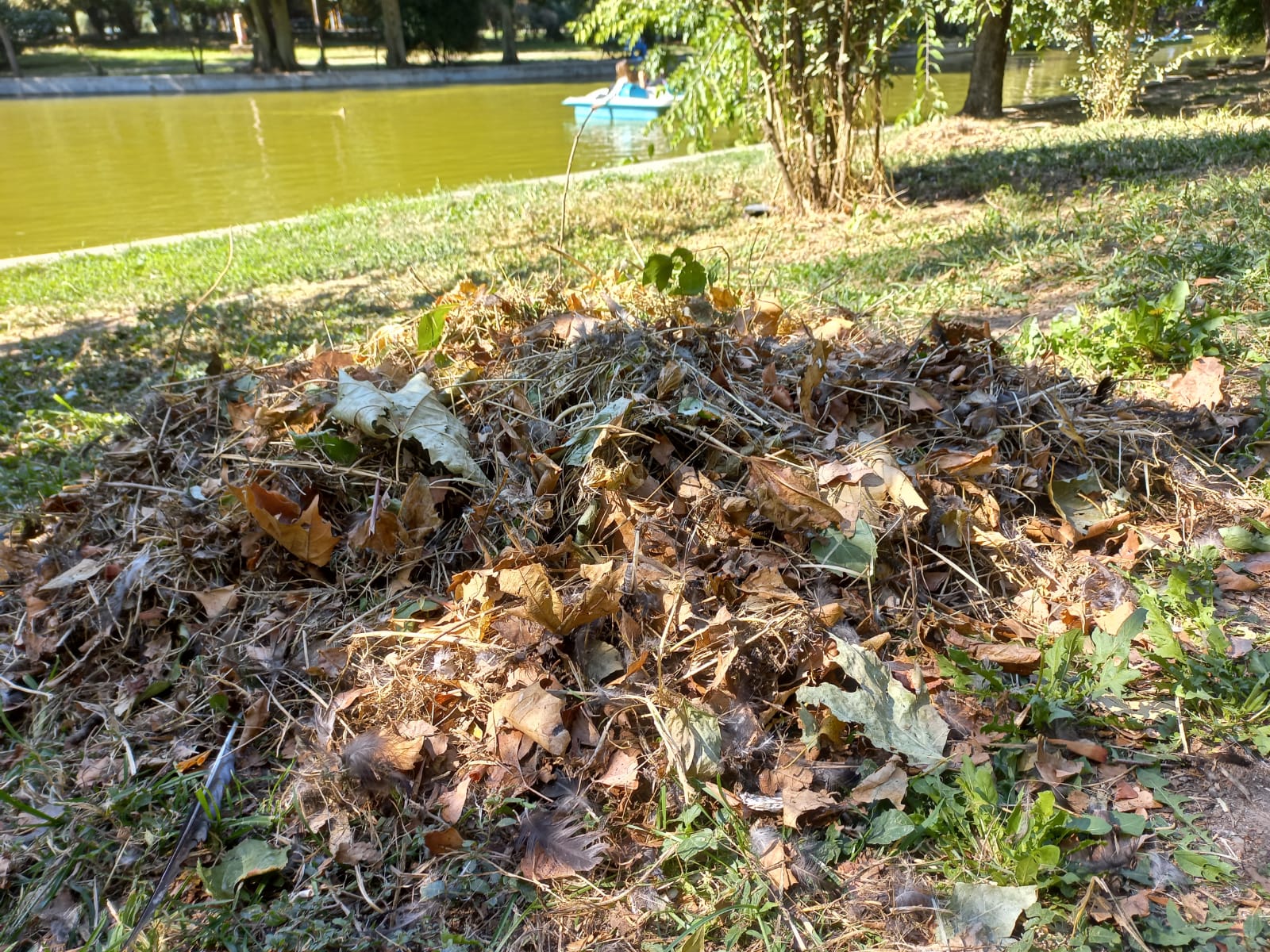 Clinicǎ stomatologică amendată drastic după ce a poluat parcul Cișmigiu