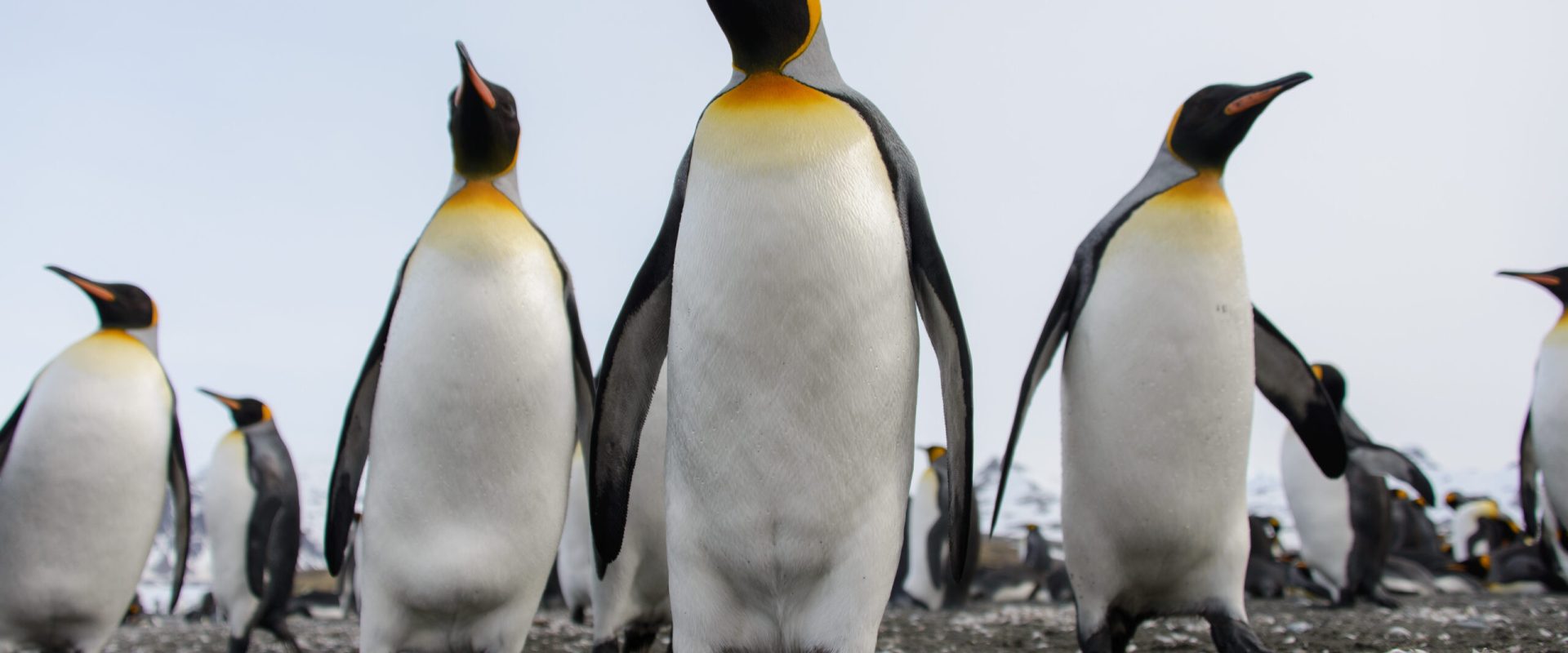 Cel mai mare pinguin, amenințat cu dispariția: O specie intră pe lista roșie