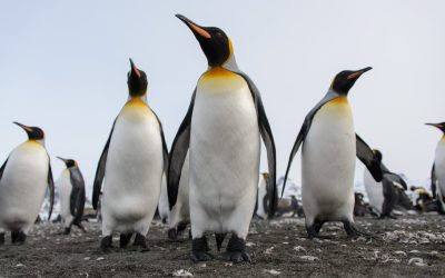 Cel mai mare pinguin, amenințat cu dispariția: O specie intră pe lista roșie