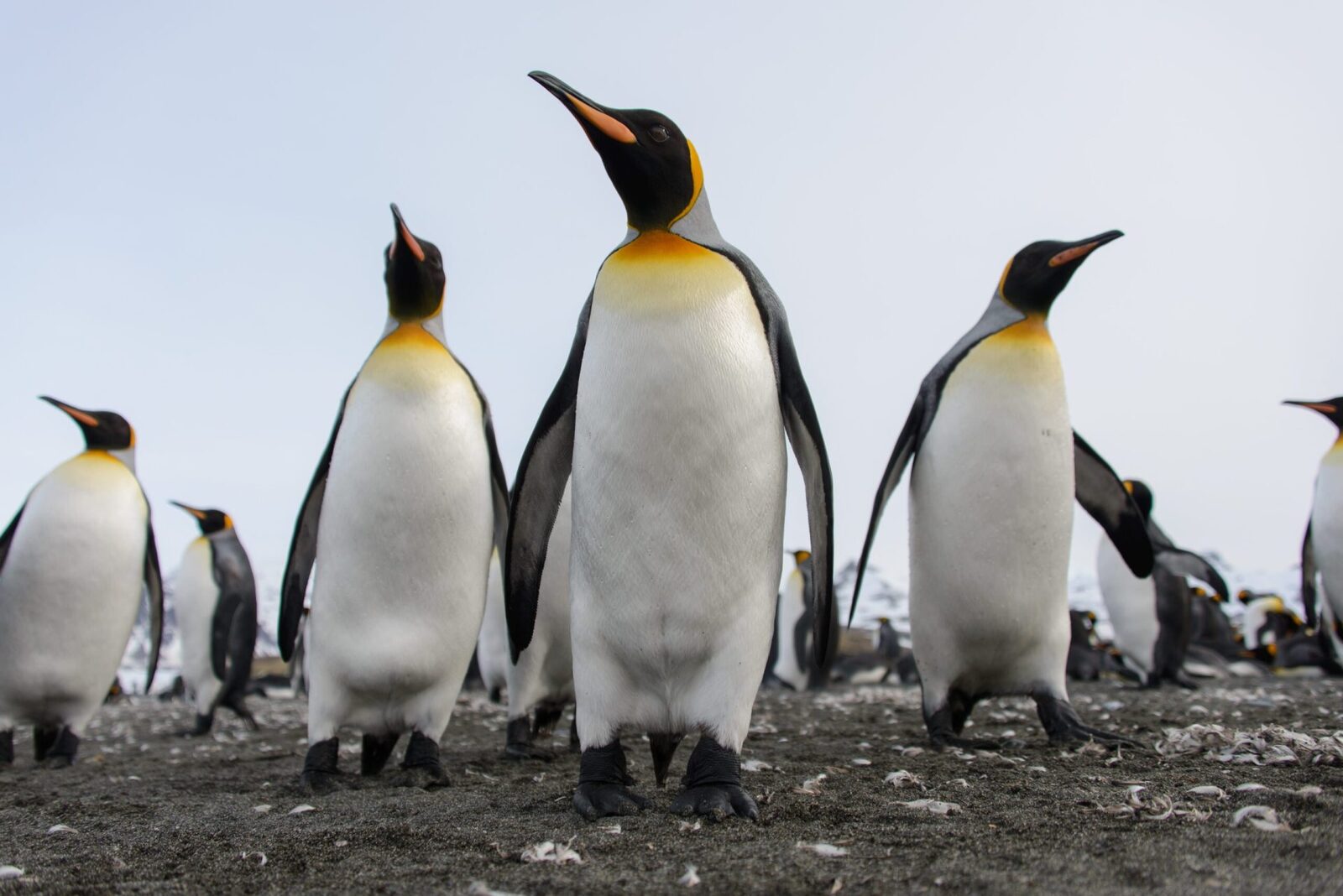 Cel mai mare pinguin, amenințat cu dispariția: O specie intră pe lista roșie