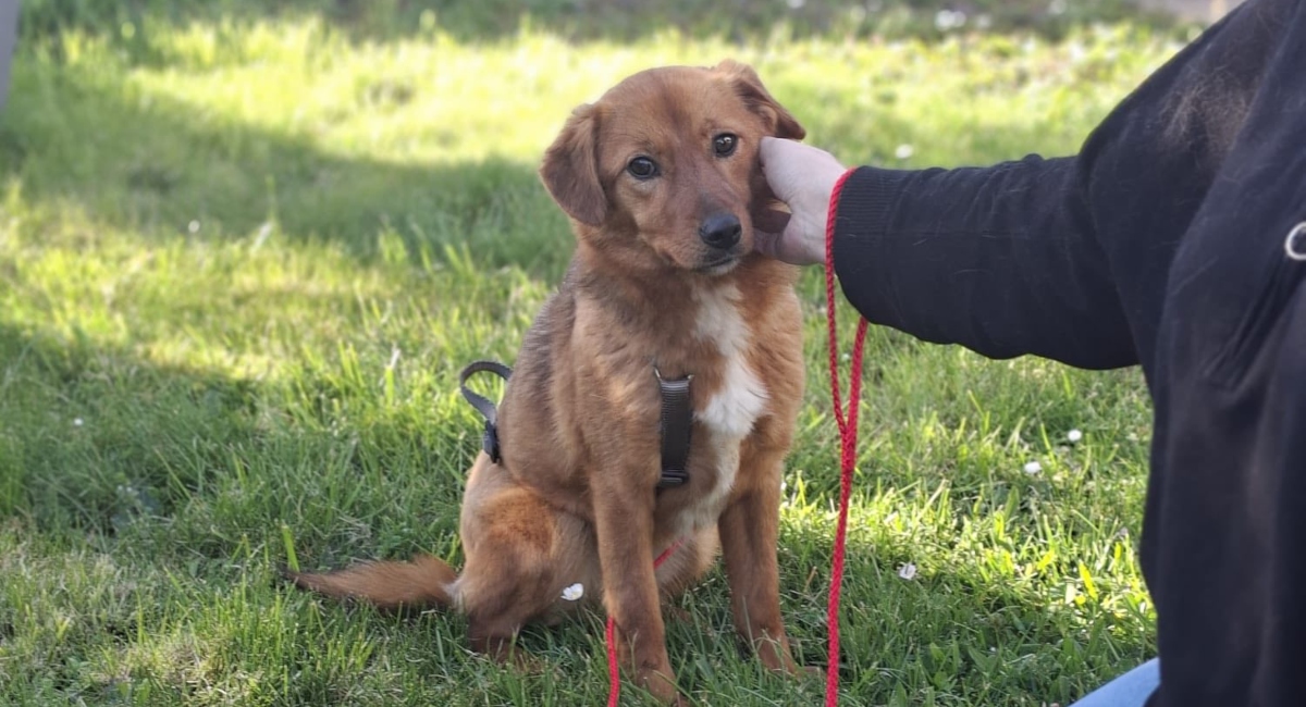 Ilfov: Sterilizări gratuite pentru câinii cu stăpân. Unde au loc campaniile