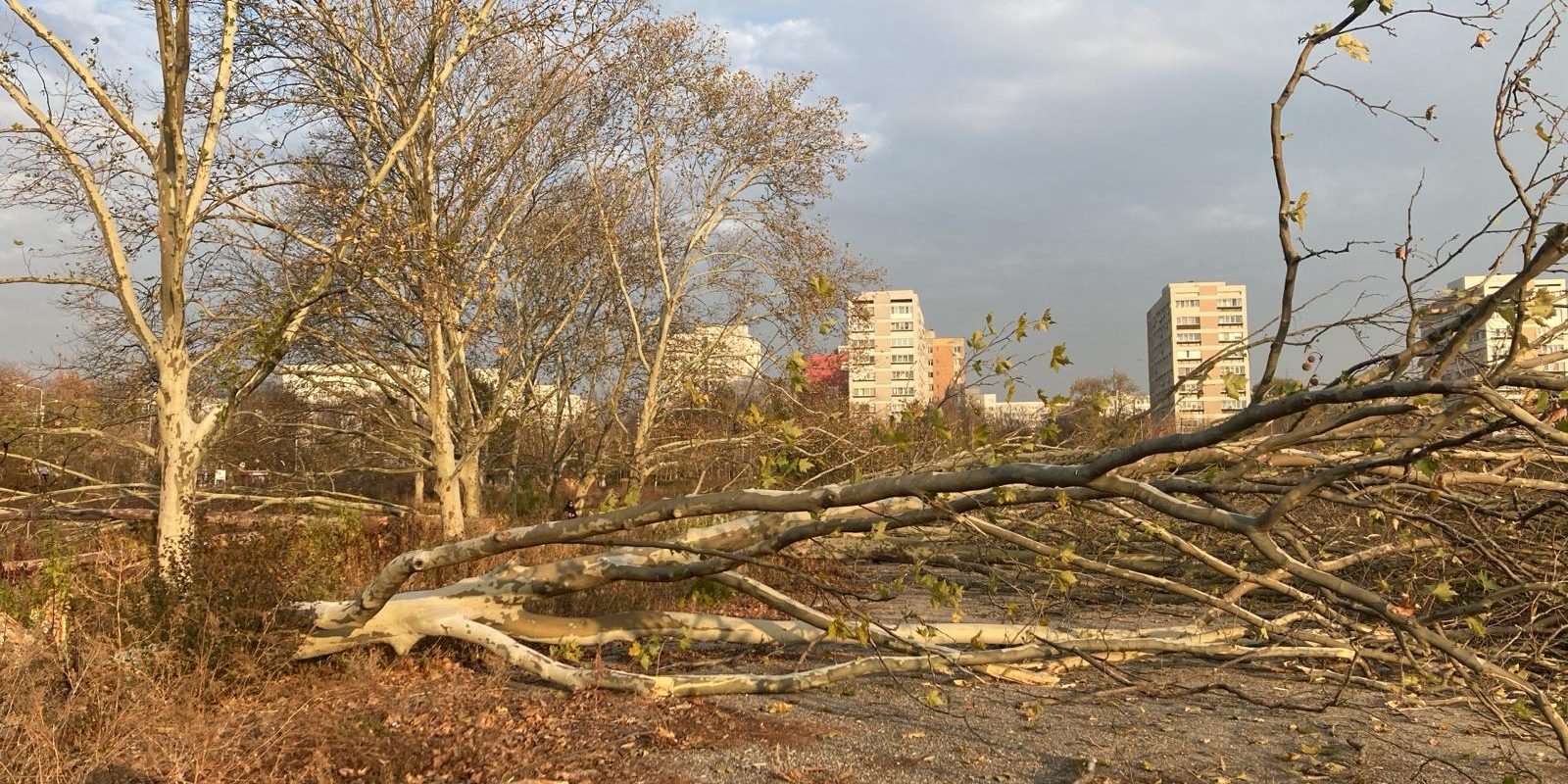 Ministra Diana Buzoianu, lege drastică: Tăierea arborilor, infracțiune