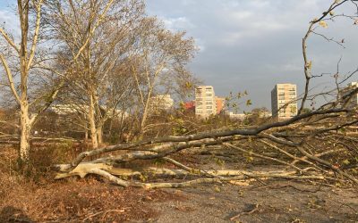 Ministra Diana Buzoianu, lege drastică: Tăierea arborilor, infracțiune