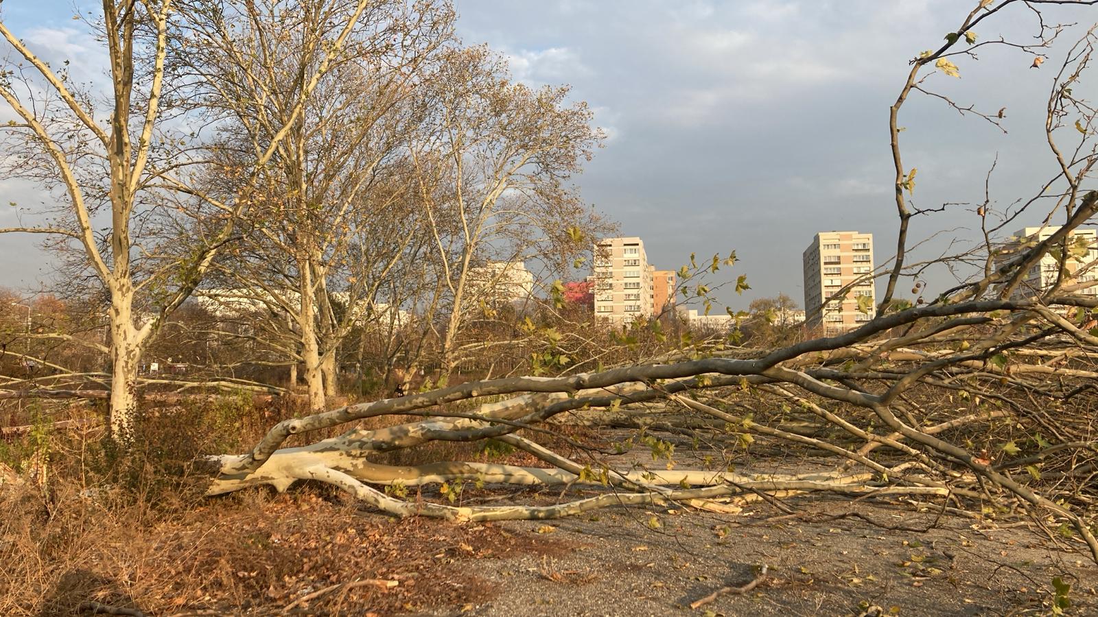 Ministra Diana Buzoianu, lege drastică: Tăierea arborilor, infracțiune