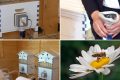Aer din stup: Apiterapie, noua „minune” pentru sănătate. Unde în România se practică