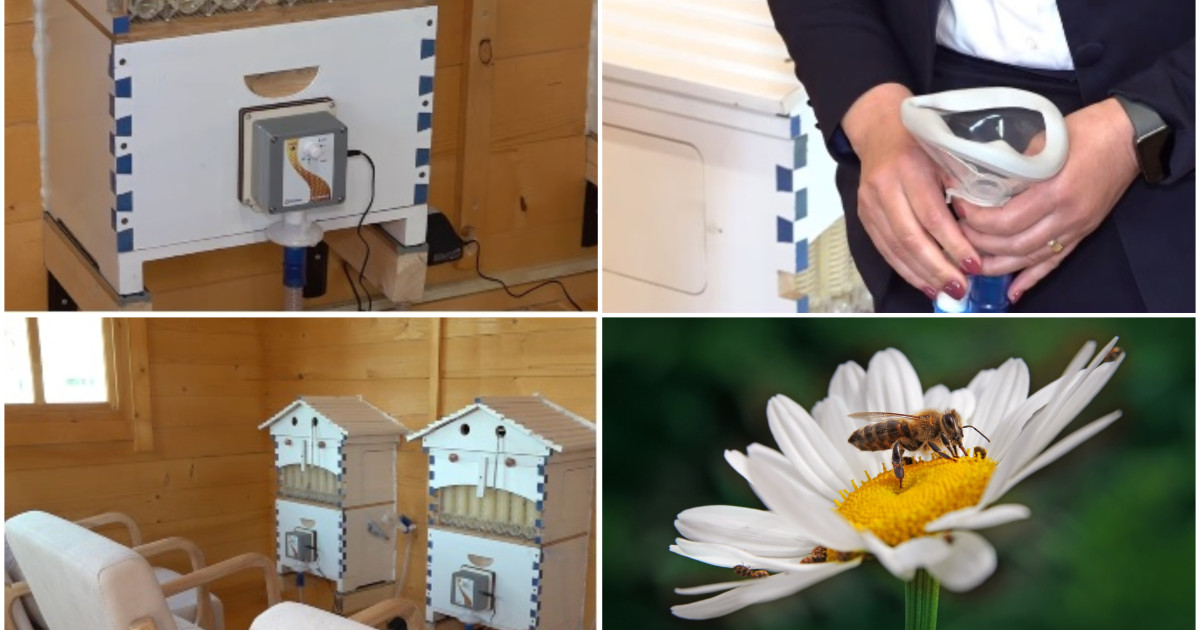 Aer din stup: Apiterapie, noua „minune” pentru sănătate. Unde în România se practică