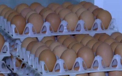 Ouă cu salmonella, retrase de urgență! 1,5 milioane ajung la rebut în România