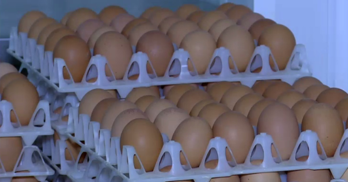 Ouă cu salmonella, retrase de urgență! 1,5 milioane ajung la rebut în România