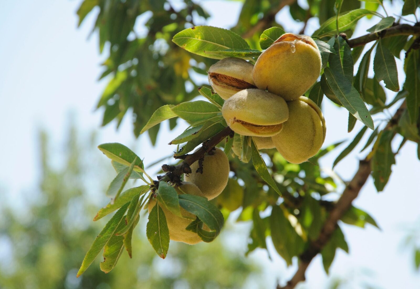 7 alimente vitale pentru o viață mai bună: Începe dieta acum!