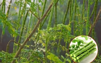 O alternativă naturală la chimicale: Soluții pentru viața sănătoasă