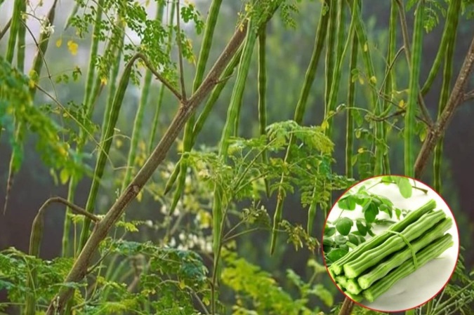 O alternativă naturală la chimicale: Soluții pentru viața sănătoasă