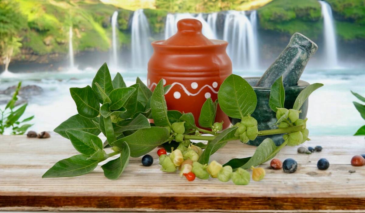 Xanaxul naturii dă lovitura: Planta-minune care alungă stresul și oboseala