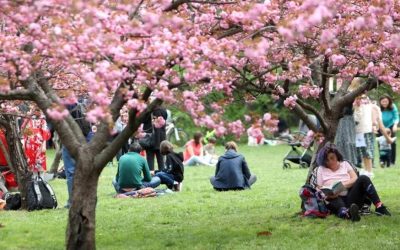 Grădină japoneză fabuloasă în București: Herăstrău, cu 85 de cireși în floare