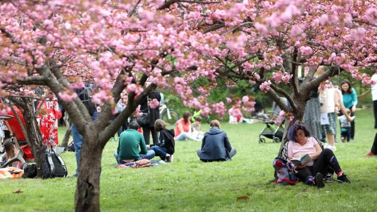 Grădină japoneză fabuloasă în București: Herăstrău, cu 85 de cireși în floare