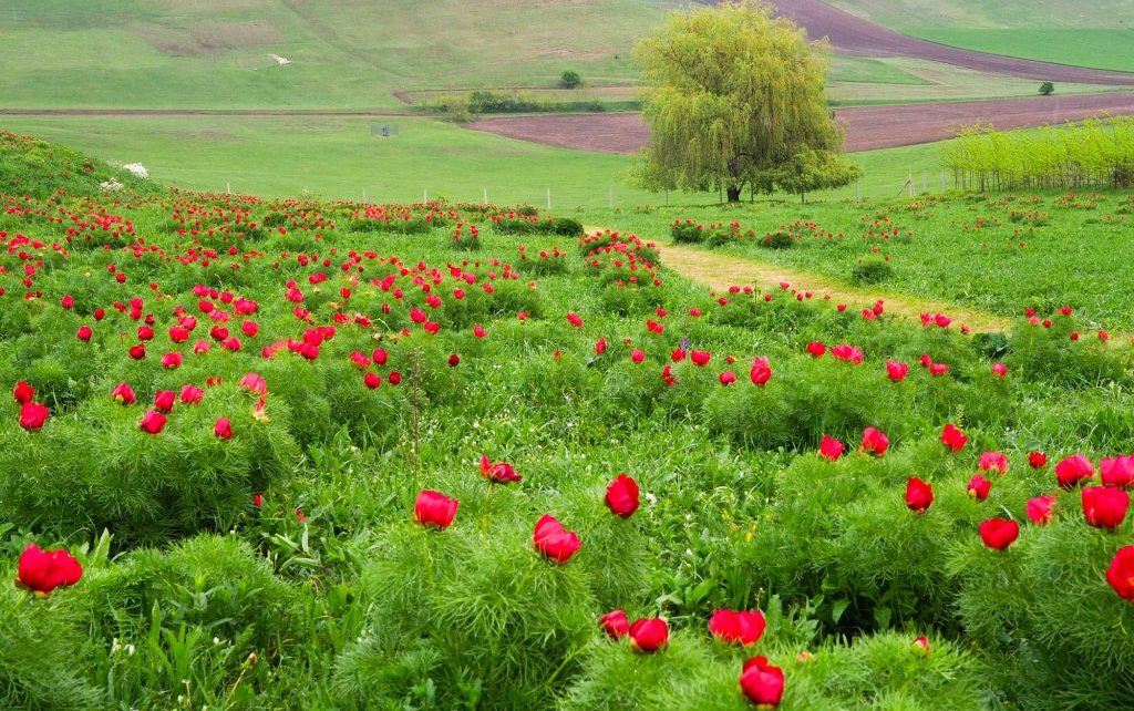 Bujorii de la Zau de Câmpie, spectacol floral unic în Europa, are festival