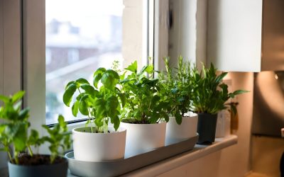 Plantele-minune care aduc noroc: Tradiții respectate, chiar și-n România!