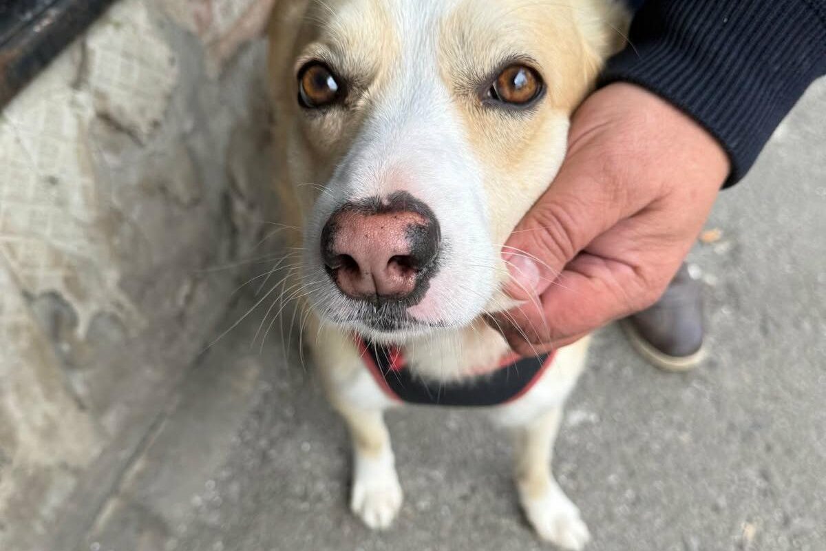 București: Sterilizare gratuită pentru câinii maidanezi. Unde te înscrii