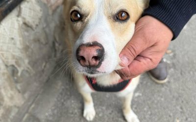 București: Sterilizare gratuită pentru câinii maidanezi. Unde te înscrii