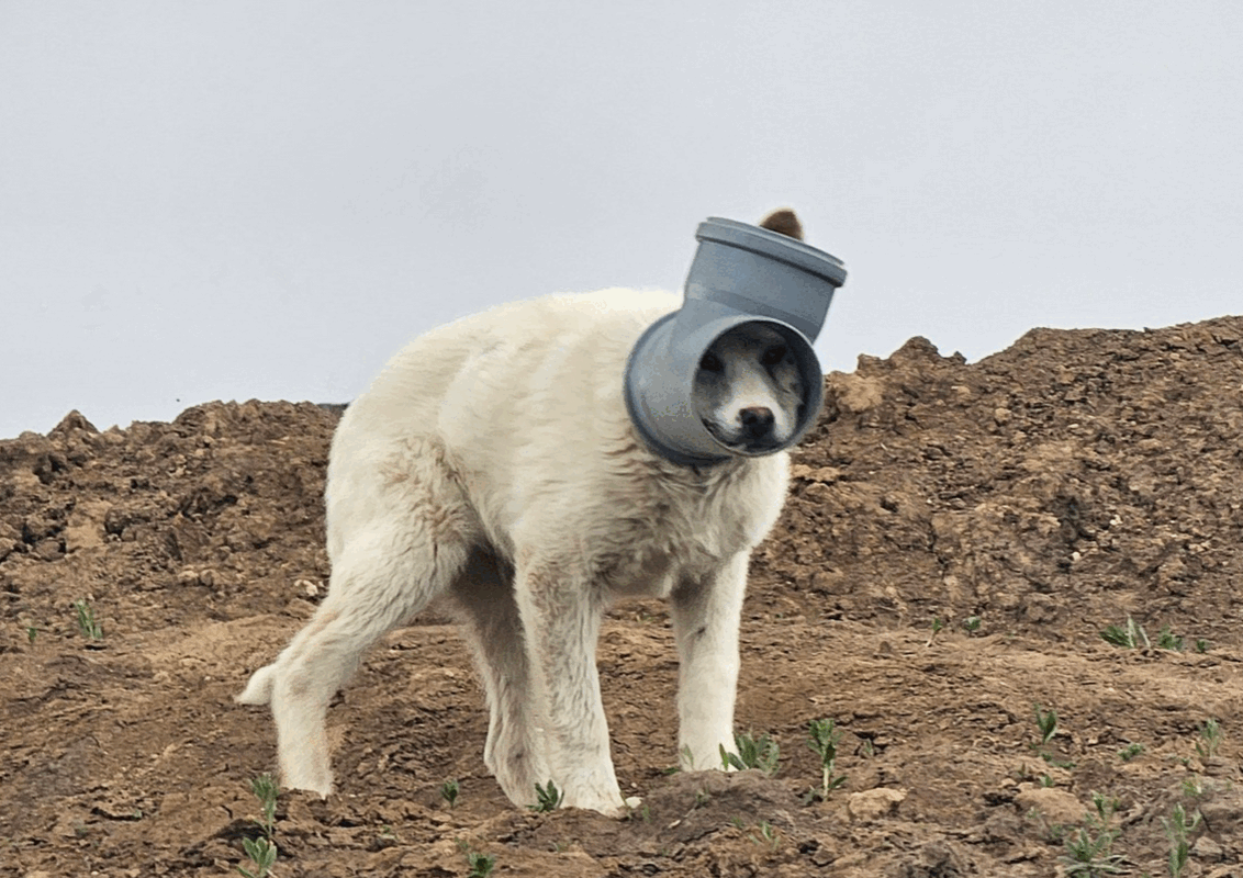Câine disperat, cu capul blocat într-o țeavă în Ilfov: Apel Urgent