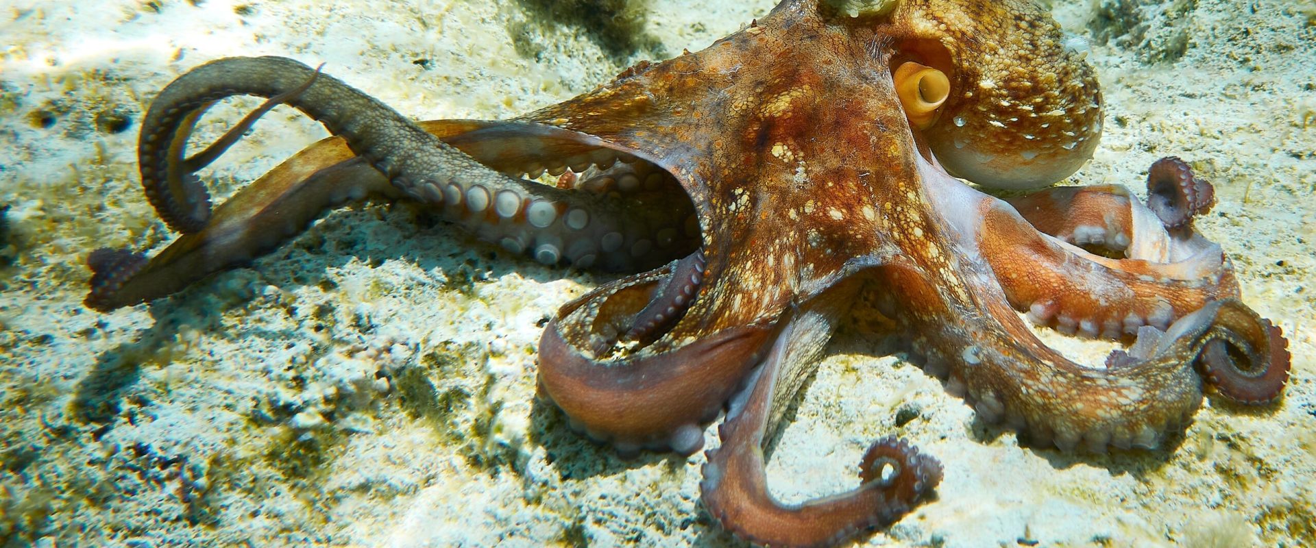 Cum se împerechează caracatițele: Un braț fertilizează femela