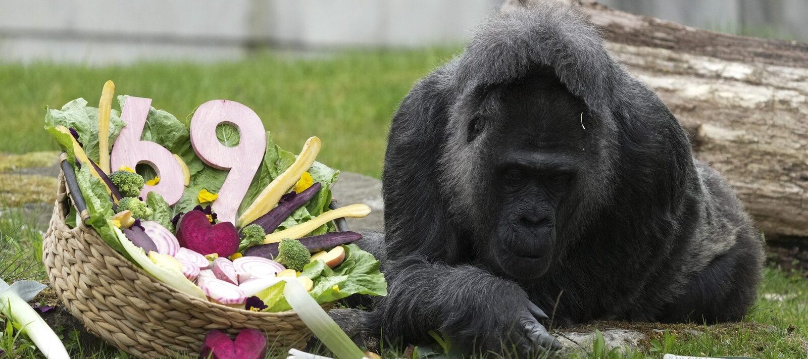 Moș Crăciun în blană: Cea mai bătrână gorilă, sărbătoare la Zoo Berlin
