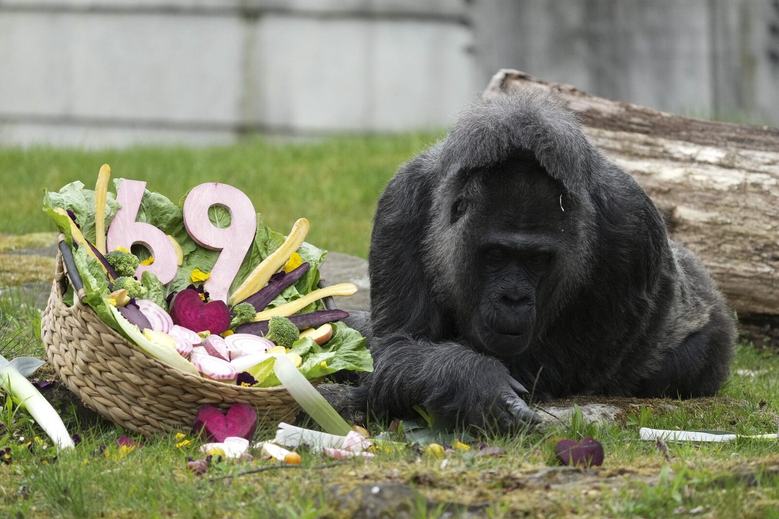 Moș Crăciun în blană: Cea mai bătrână gorilă, sărbătoare la Zoo Berlin