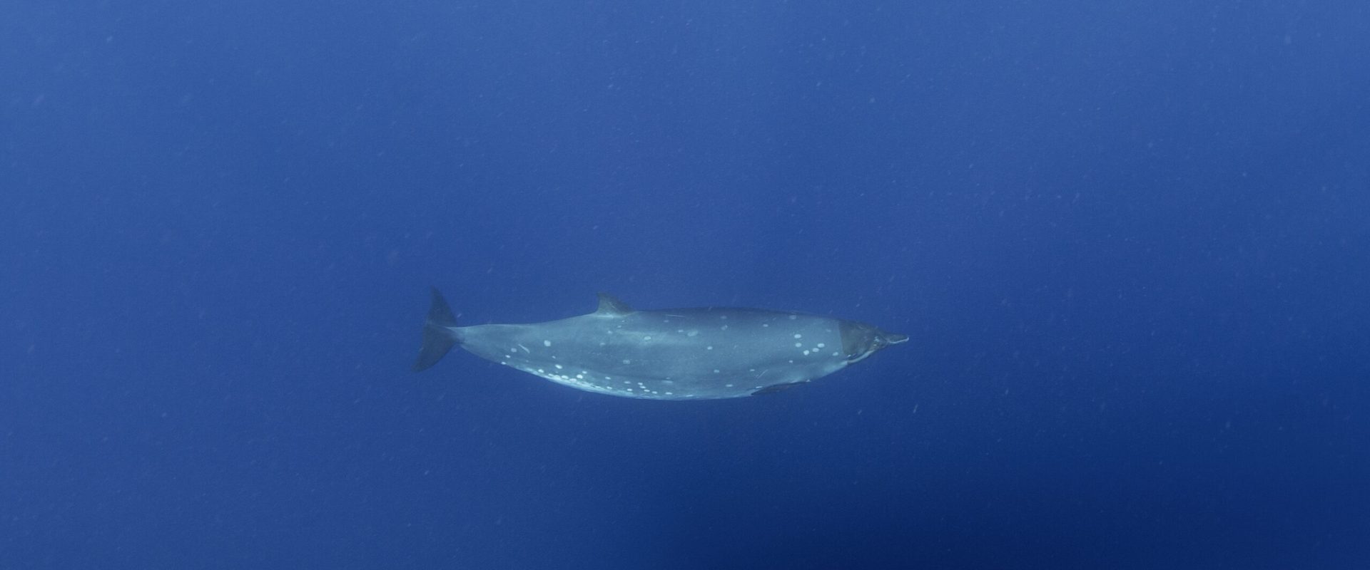 Creatură misterioasă din adâncuri, după 150 de ani: Ce șochează cercetătorii