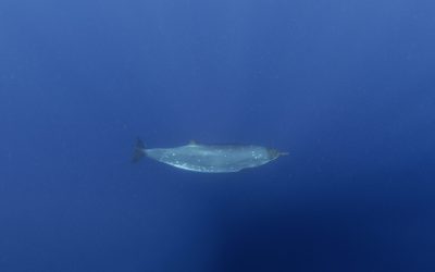 Creatură misterioasă din adâncuri, după 150 de ani: Ce șochează cercetătorii