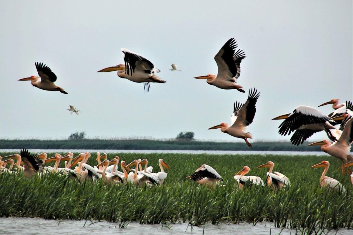 Ministra Mediului, verdict crunt după Delta Dunării: „Dezastru” cu fonduri UE irosite