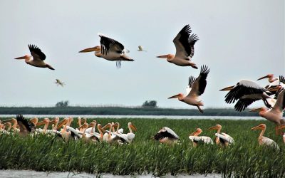 Ministra Mediului, verdict crunt după Delta Dunării: „Dezastru” cu fonduri UE irosite